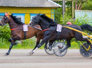 В поселке Ферма построят новый ипподром